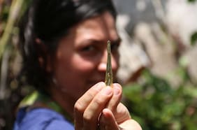 ¿Más cerca de Jurassic Park? Científica logra la primera extracción de ADN de insectos atrapados en resina