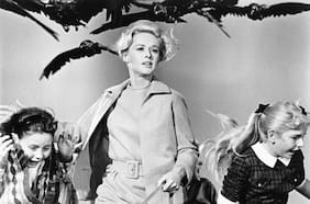 ¿Los pájaros pueden atacar a una persona como en la película de Hitchcock?