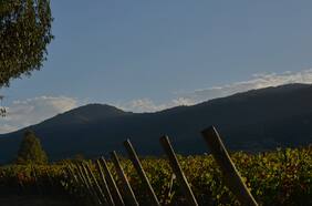 La viña Requingua pasa el trago amargo con un ensamblaje