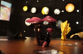 Director de documental sobre hongos fascinado por Sala Fungi del MIM: “No he visto nada así en otros países”