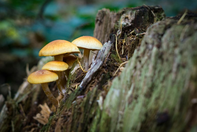Mushroom