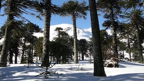 Conaf denuncia presencia de motos de nieve en actividades ilegales en reserva nacional Malalcagüello