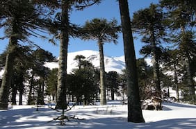 Conaf denuncia presencia de motos de nieve en actividades ilegales en reserva nacional Malalcagüello