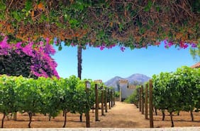 Viña Santa Rita mejora sus resultados y gana casi $ 8.500 millones en 2021