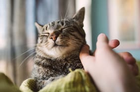 Infecciones parasitarias en aumento: la convivencia con mascotas traslada la enfermedad de niños a adultos