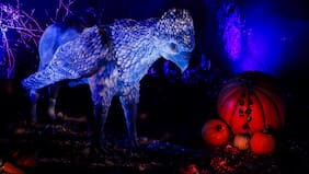Una experiencia inmersiva con espacios interactivos: así es el Bosque Prohibido de Harry Potter que llegó a Chile