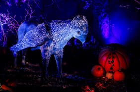 Una experiencia inmersiva con espacios interactivos: así es el Bosque Prohibido de Harry Potter que llegó a Chile