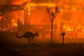 3 mil millones de animales muertos dejó catástrofe según el Fondo Mundial para la Naturaleza