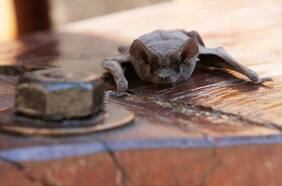 ¿Hay coronavirus en murciélagos chilenos?