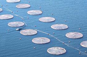 SMA ordena nuevas medidas urgentes y transitorias a la empresa Salmones Blumar