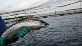 Tribunal Ambiental falla a favor de Salmonera Cooke en larga disputa con la superintendencia de Medio Ambiente