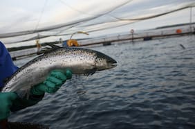 “Alta mortalidad” en centro de cultivo de salmones de Blumar en Aysén por “bloom” de algas