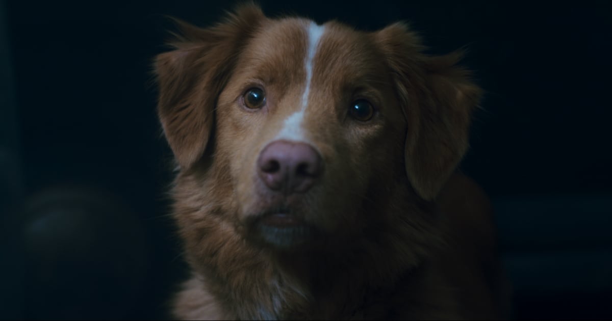 Good Boy: Amigo en la Desgracia