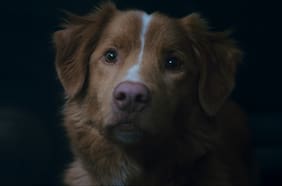 Good Boy: Amigo en la Desgracia