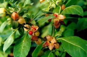 Ashwagandha: entre la evidencia, la tradición y el fenómeno viral