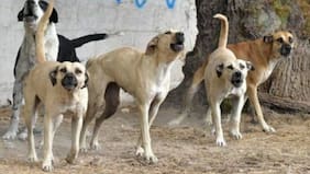 Investigan muerte de niña de 3 años tras ataque de perros en Chillán