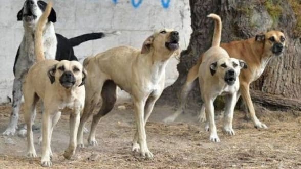 Investigan muerte de niña de 3 años tras ataque de perros en Chillán