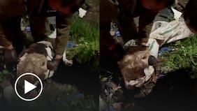 Cruel caso de maltrato animal: perrito fue abandonado al interior de un televisor en Curicó