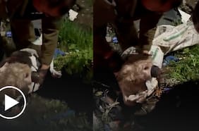 Cruel caso de maltrato animal: perrito fue abandonado al interior de un televisor en Curicó