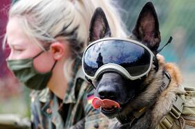 Muerte de primer perro con coronavirus en EE.UU. desata temor y confusión entre dueños de mascotas