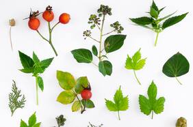 Plantas que debemos tener para un invierno sano