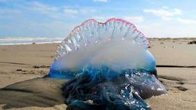 Cierran playas de El Tabo por aparición de fragata portuguesa