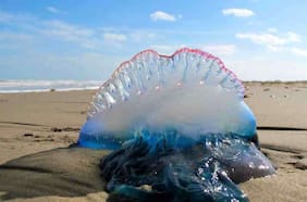 Arañas, medusas y abejas: tres mitos y verdades de las picaduras más frecuentes en el verano