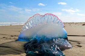 Se acerca la temporada de la fragata portuguesa: ¿Cuándo llegaría a Chile?