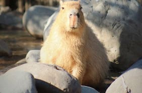 El boom del capibara en Chile: ¿Por qué nos gustan tanto estos roedores?