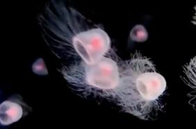 Descubren cómo la medusa inmortal logra revertir su ciclo vital
