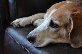 Estas son las 11 señales de que tu perro tiene depresión: ¿cómo ayudarlo?