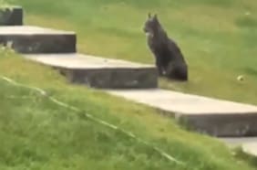 Un lince negro es captado por primera vez en cámara en Canadá