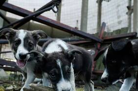 Estudio revela que los perros callejeros de Chernobyl son genéticamente distintos