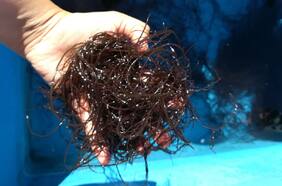 Cómo esta alga chilena podría derrota al cáncer de próstata