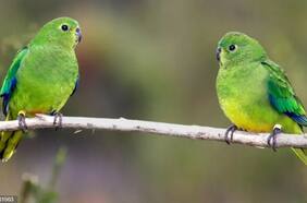 Nacer en cautiverio deforma las alas de las aves