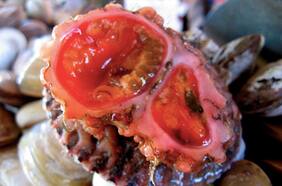 BBC destaca al piure pese a su “apariencia fea”: “Podría ser el próximo héroe de la cocina chilena”