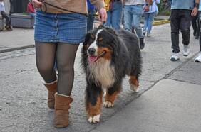 En barrio Italia habrá una Ruta Pet Friendly con aperrados panoramas para las mascotas y sus dueños