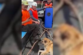 Marinos rusos rescataron a un perrito ciego que cayó al mar en Talcahuano