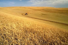 Trigo: El cereal más consumido en Chile, entre dos países en guerra