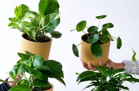 Las 10 plantas que debes tener en casa para atraer abundancia en 2024, según el Feng Shui