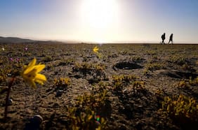Plantas y bacterias en el Desierto de Atacama: ¿Cómo pueden sobrevivir en condiciones tan inhóspitas?