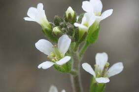 Revelan el motivo de por qué las plantas no florecen con el frío