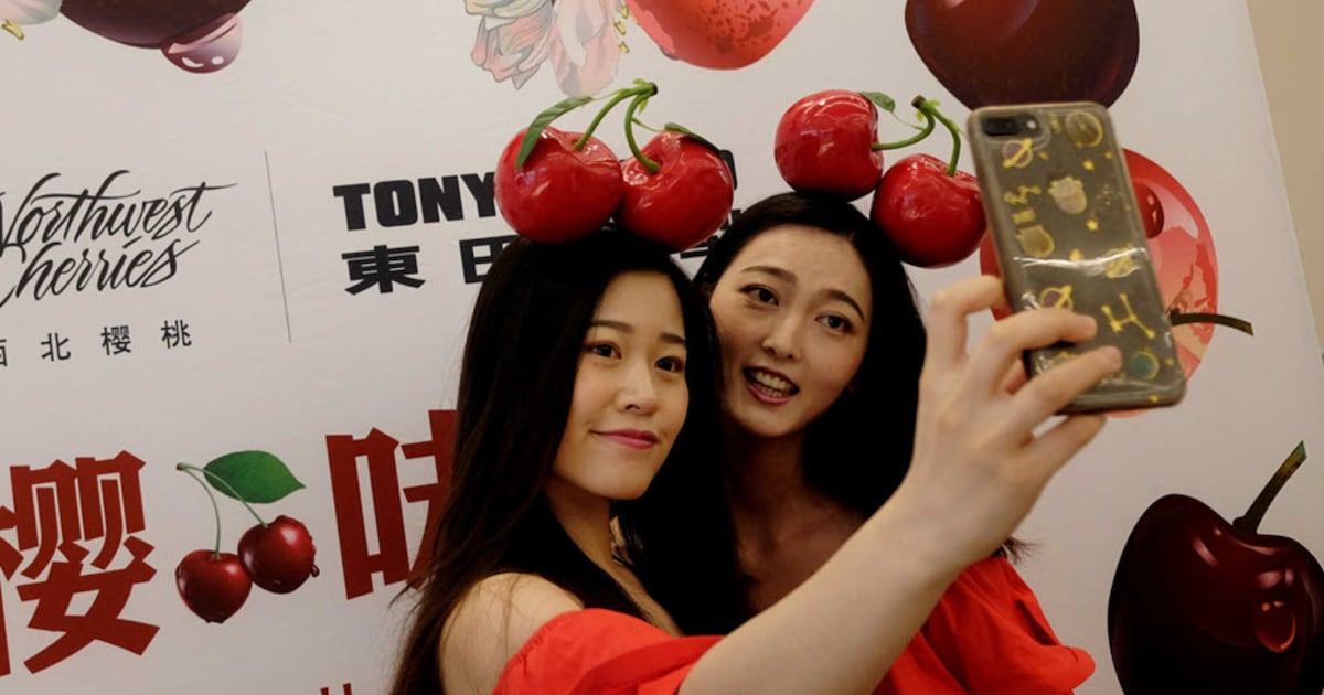 Productores prevén un nuevo récord de exportaciones de cerezas en la temporada 2025-2026