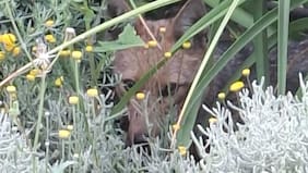 SAG rescata zorro perdido en Las Condes