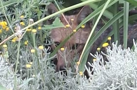 SAG rescata zorro perdido en Las Condes