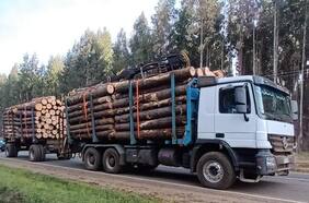 Empresario forestal vinculado al robo de madera queda en prisión preventiva en Collipulli
