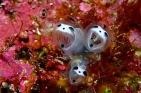 Científicos descubren nueva especie marina en Japón