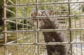 “Invasores”: documental explora cómo 6 especies exóticas están poniendo en peligro naturaleza chilena