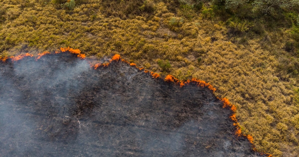 ¿Puede la vegetación recuperarse por sí sola después de un incendio forestal?