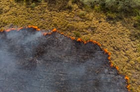 ¿Puede la vegetación recuperarse por sí sola después de un incendio forestal?